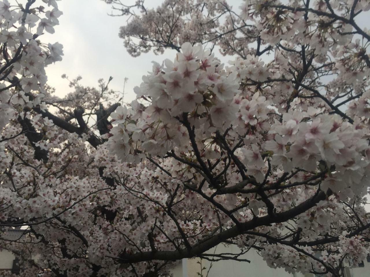 Guest House Daisho Oshiro Asobi มัตสึเอะ ภายนอก รูปภาพ
